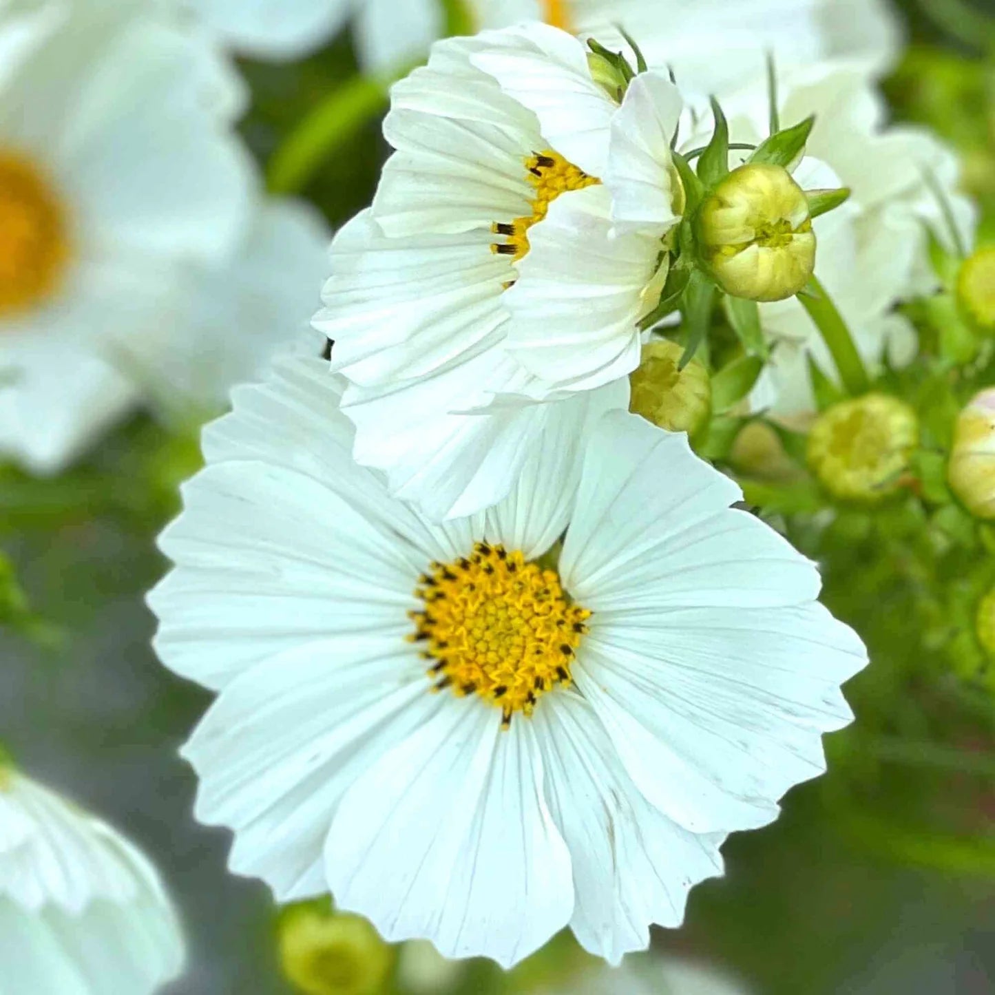 blue cosmos flower seeds Afternoon White Cosmo Seed – Clementines Flower Farm