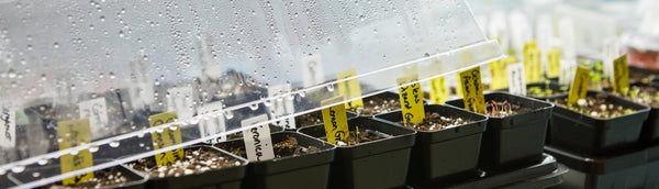 The Beginner's Guide to Seed Starting - Supplies You'll Need