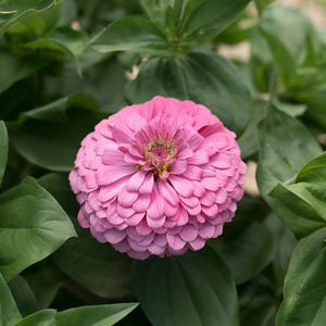 Benary's Giant Bright Pink Zinnia