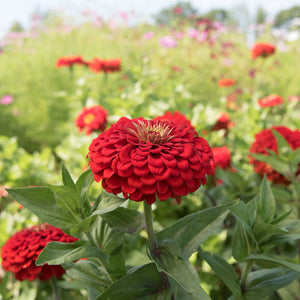 Benary's Giant Scarlet Zinnia