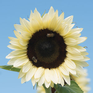 ProCut® White Lite Nite Sunflower