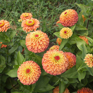 Queeny Lime Orange Zinnia