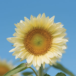 ProCut® White Lite Sunflower