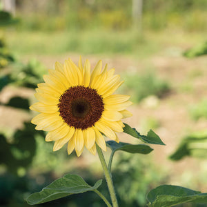ProCut® Peach Sunflower