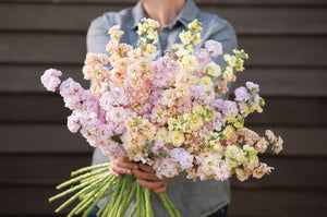 Iron Pastel Mix Stock