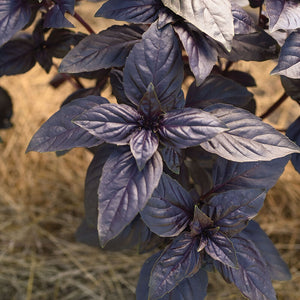 Prospera® Red Basil