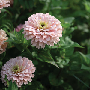 Ballerina Zinnia