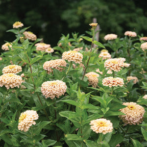 Linen Zinnia