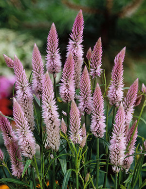 Flamingo Feather Celosia