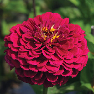 Benary's Giant Wine Zinnia