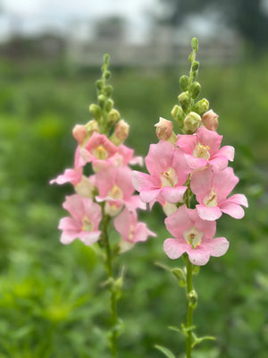 Chantilly™ Light Pink Snapdragon