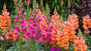 Cannes Mix Snapdragon