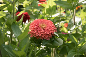 Benary's Giant Salmon Rose Zinnia