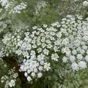White Dill Ammi