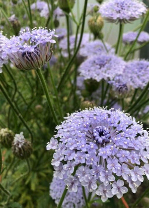 Lavender Blue Lace Flower