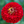 Benary's Giant Scarlet Zinnia