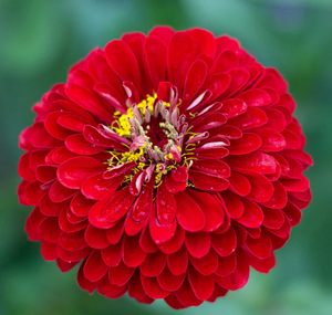 Benary's Giant Scarlet Zinnia
