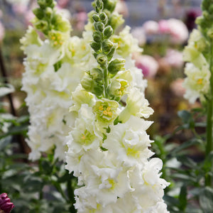 Madame Butterfly Ivory Snapdragon