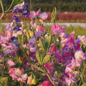 Enchanté Sweet Pea