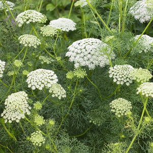 White Dill Ammi