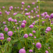 Lavendar Lady Gomphrena