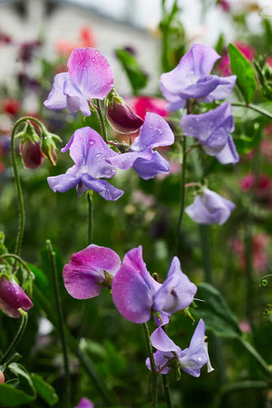 Enchanté Sweet Pea