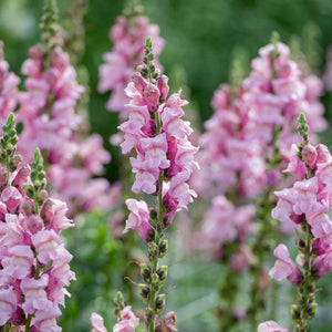 Potomac Lavender Snapdragon