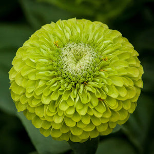 Benary's Giant Lime Zinnia