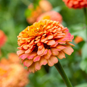 Oklahoma Salmon Zinnia