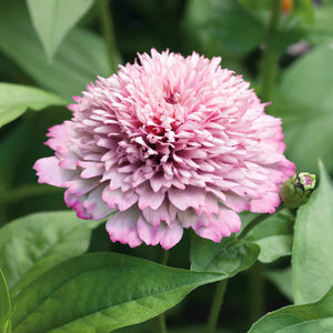 Zinderella Lilac Zinnia
